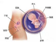 破壳日记丨孕期第8周，你一定想看看宝宝的样子