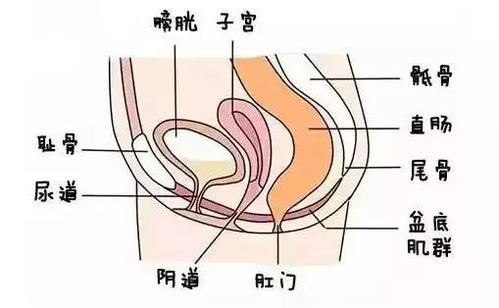关于盆底疾病的三个事实，你应该知道